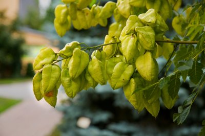 Koelreuteria paniculata - svitel latnatý - plody2